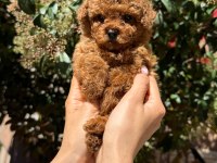 Toy Poodle Yavru