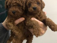 TOY POODLE ERKEK