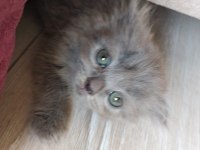 Saf British Longhair