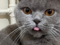 SCOTTİSH FOLD KEDİMİZ 2 YAŞINDA