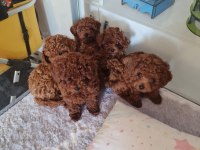 Toy Poodle Köpekler Ankara Batıkent