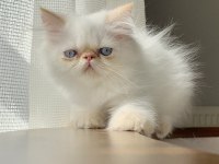 İran persian