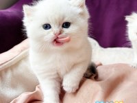 Erkek british longhair kedim
