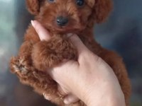 Pafuduk Pafuduk Poodle Yavrular Sizleri Bekliyor