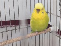 JUMBO DİŞİ MUHABBET KUŞU