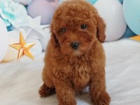 Red Brown Poodle Yavrumuz