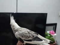 Ele alışkın sultan papağanı