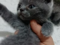 2 TANE KÜÇÜK AFACANLAR DİK VE KIRIK KULAK KEDİMİZ