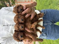 Teacup Kore Poodle Bebekler