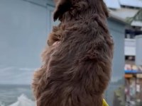 Dişi Maltipoo Sahiplendirme