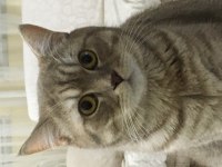 British shorthair