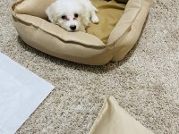 Maltese terrier köpeği