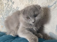 British shorthair kedimize sıcak bir yuva arıyoruz