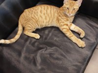 ÇOK UYSAL TEKİR KEDİM