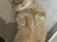 Yakışıklı 1 kedi Bsh By12 golden british shorthair