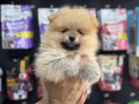 Pomeranian Yavrularımız Teacup Sıfır Boy