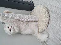 Scottish Fold Acil Yuva Aranıyor