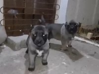 YURT İÇİ HER YERE GÖNDERİM SAĞLANIR SİVAS KANGALI