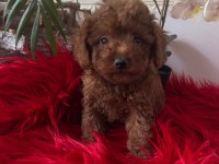Red Brown Kore Toy Poodle Bebeklerimiz