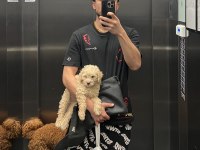 POODLE AYARINDA ANTİALERJİK MALTİPOO