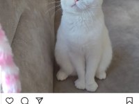 Scottish fold 2 yaşında