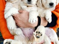 GOLDEN RETRIEVER PUPPY YAVRILARIMIZ