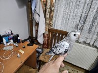 Yavru Sultan Papağanlar