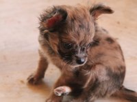 Harika erkek chihuahua bebek
