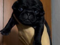 Pug Köpekler Rezerveye Açık Sadece