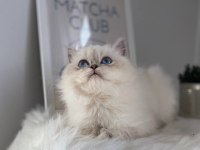 British Shorthair ve British Longhair Safkan Yavrular