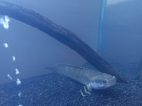 Channa yılanbaş 20 cm