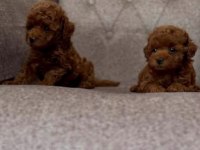 Kuşadası Sağlıklı Özel Toy Poodle Bebekler