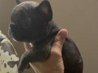 Black brindle french bulldog yavrular