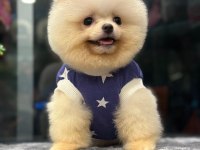 A+ KALİTE GÜZELLİK POMERANİAN BEBEKLER