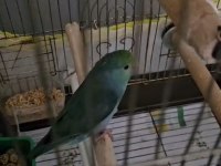 Erkek yavru forpus papağanı