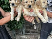 GOLDEN RETRİEVER YAVRULARI ÜCRETSİZ DEĞİLDİR