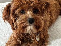 En Özel Cavapoo Yavruları