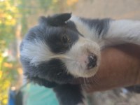 Safkan saĝlıklı border collie bebekler