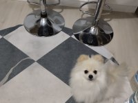 Sağlıklı oyuncu pomeranian boo