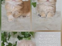 Safkan British Longhair Dişi Yavrular