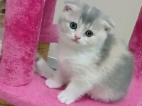 Fawn tortie Bicolor Scottish Fold Bilek golden