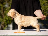 Golden Retriever Adrese Teslim Hizmetimiz Vardır
