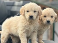 Yavru golden retriever bebekler mevcuttur 2 aylık