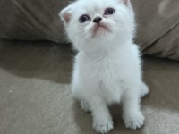 Scottish fold yavrumuz hazır