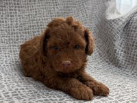 Küçük yakışıklı köpeğimiz