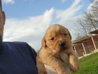 Golden Retriever Yavruları