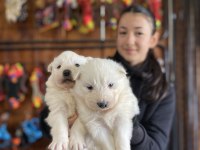 ORJİNAL SAFKAN SAMOYED