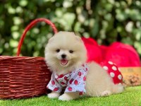 Pomeranian yavruları