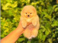 Ayıcık surat pomeranian boo