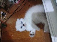 Erkek scottish fold iki aylık